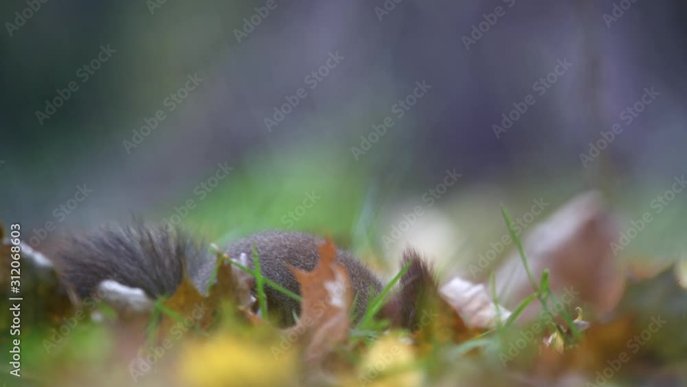 Red squirrel in the forest on the ground Red squirrel in the forest on the ground