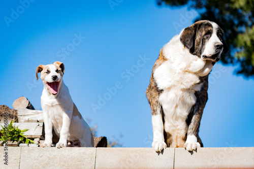 Two dogs watching over a construction fence.