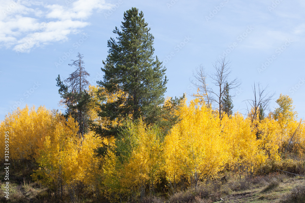 Birch trees with an evergreen in the fall Birch trees with an evergreen in the fall