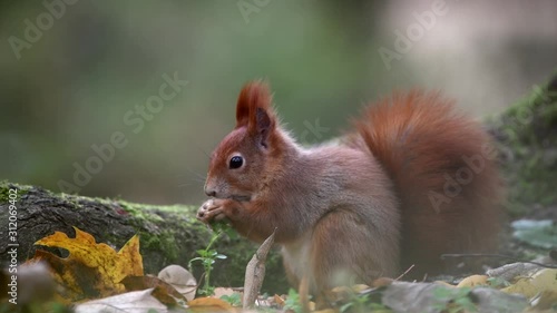 Red squirrel in the forest on the ground