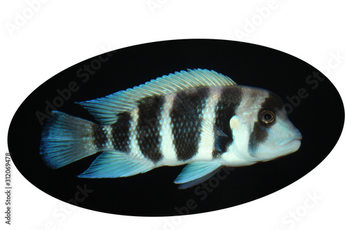 Blue striped glowing aquarium fish on a black background.