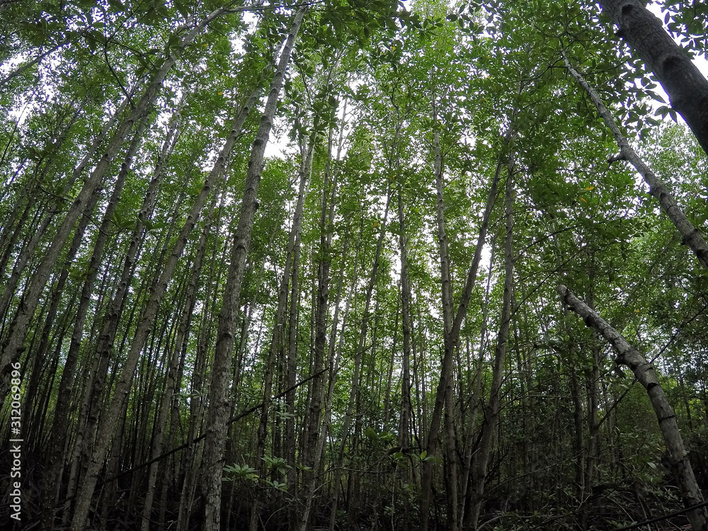 Naklejka premium Mangrove forest on the nature