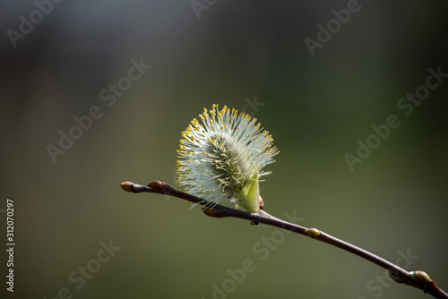 flower on green background