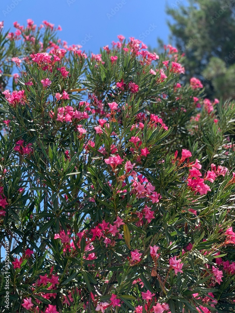 flowers in garden