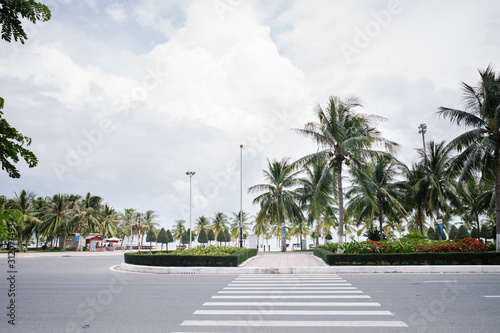 Palm trees