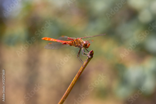 dragonfly with wings with a red pattern sits on a branch © Natalia