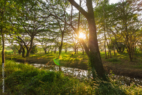 green forest and sun light. pond in the forest. natural background.