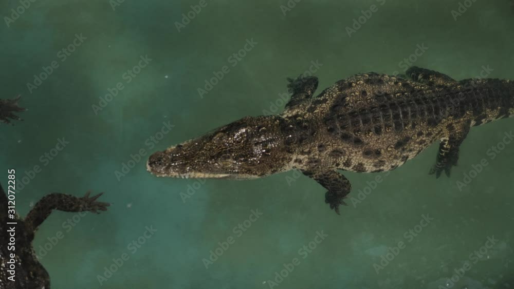 Crocodiles in captivity. Crocodile farm Crocodiles in captivity. Crocodile farm
