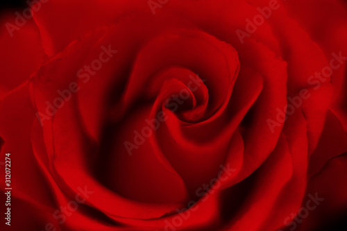 Close up macro of vibrant red roses, perfect romantic card floral background for Valentine's day