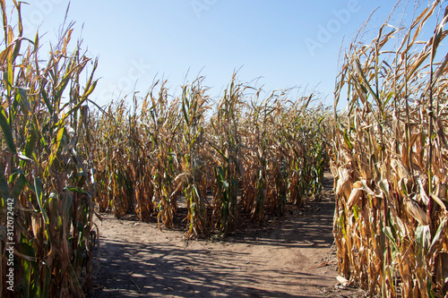 Fork in the Road Corn Maze