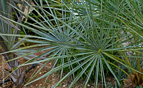 Chamaerops humilis 'Cerifera'  in a dry mediterranean garden photo