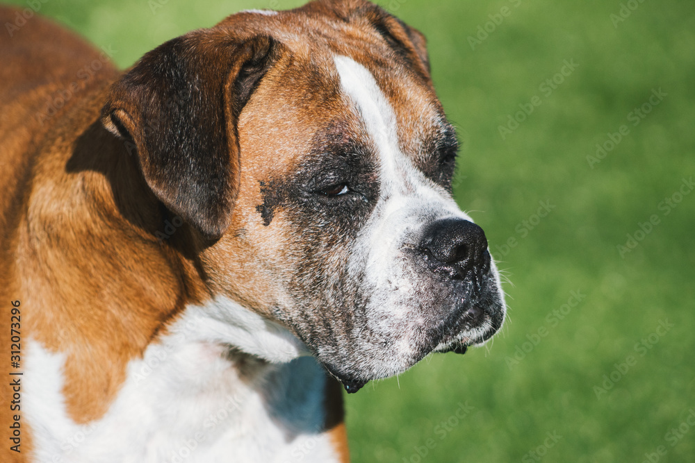 portrait of a dog portrait of a dog