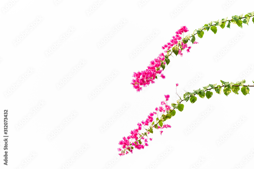 Bougainvillea on white background , Pink flower.