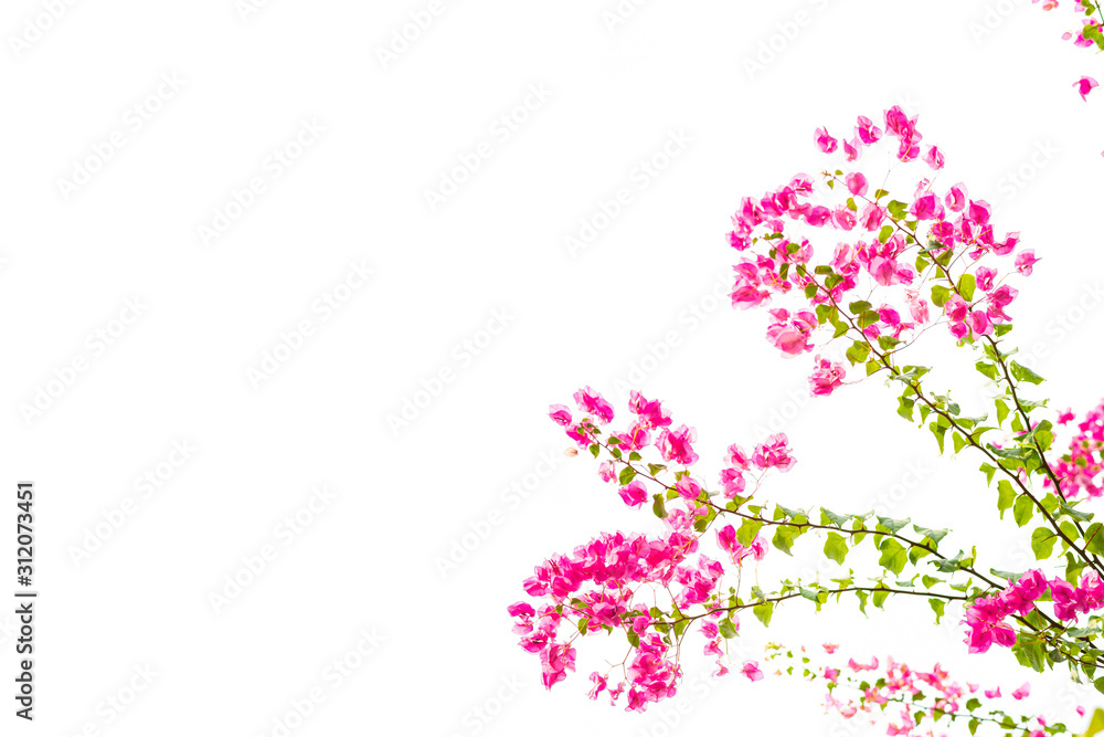 Bougainvillea on white background , Pink flower.