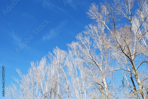 White Birch Tree Tops and Blue Sky
