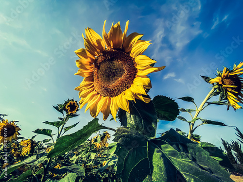 Beautiful sun flowers in bloom scene plant and nature backgrounds