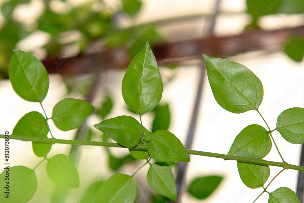 Madagascar Jasmine is a beautiful creeper with a volatile characteristic. Madagascar Jasmine is a beautiful creeper with a volatile characteristic.