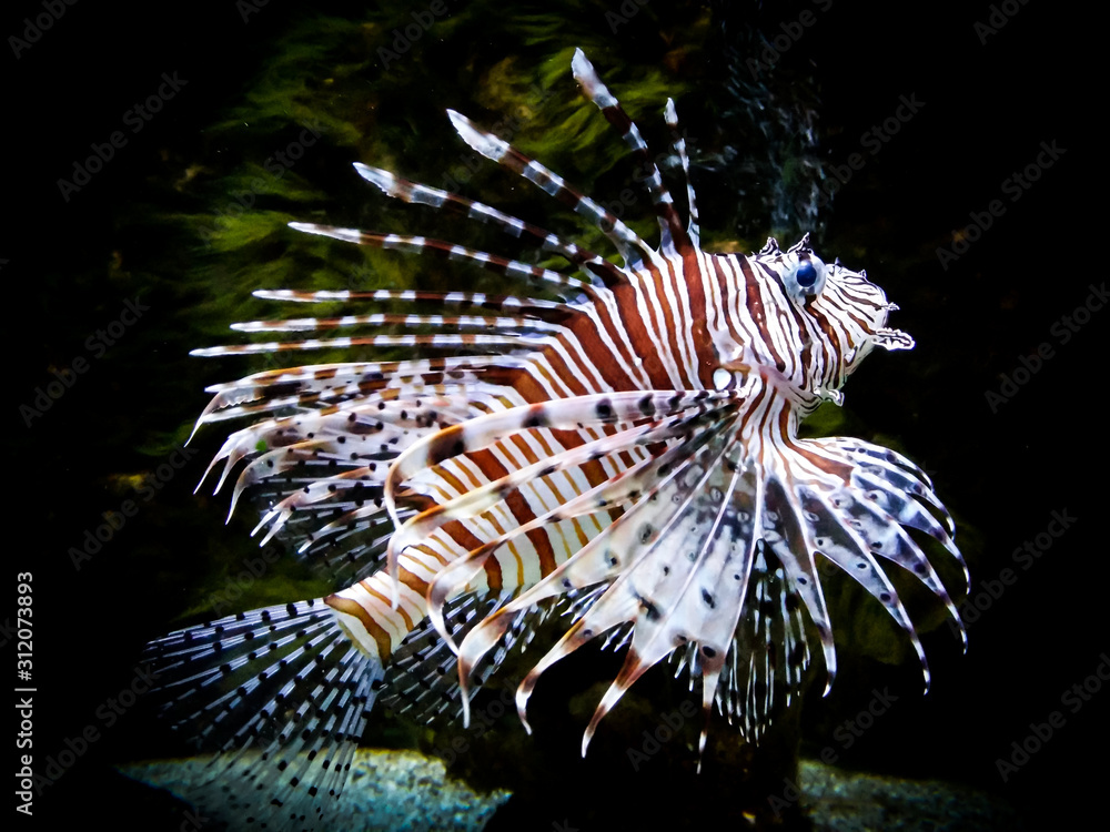 zebra lion fish in black aquarium background Stock Photo