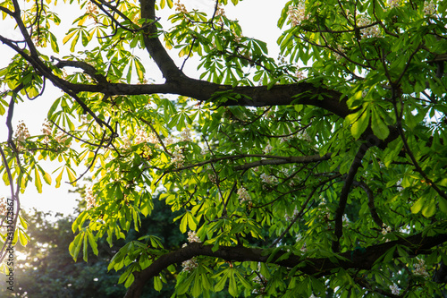 a view of the lush green foliage and flowers of chestnut