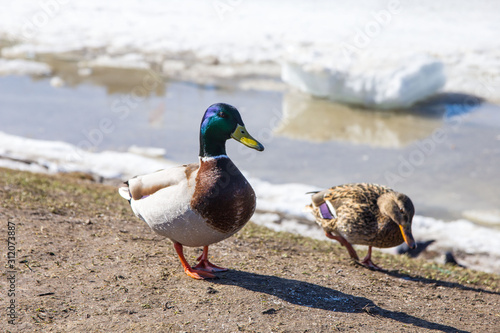 Drake and duck walking on the sandy shore of a frozen lake photo