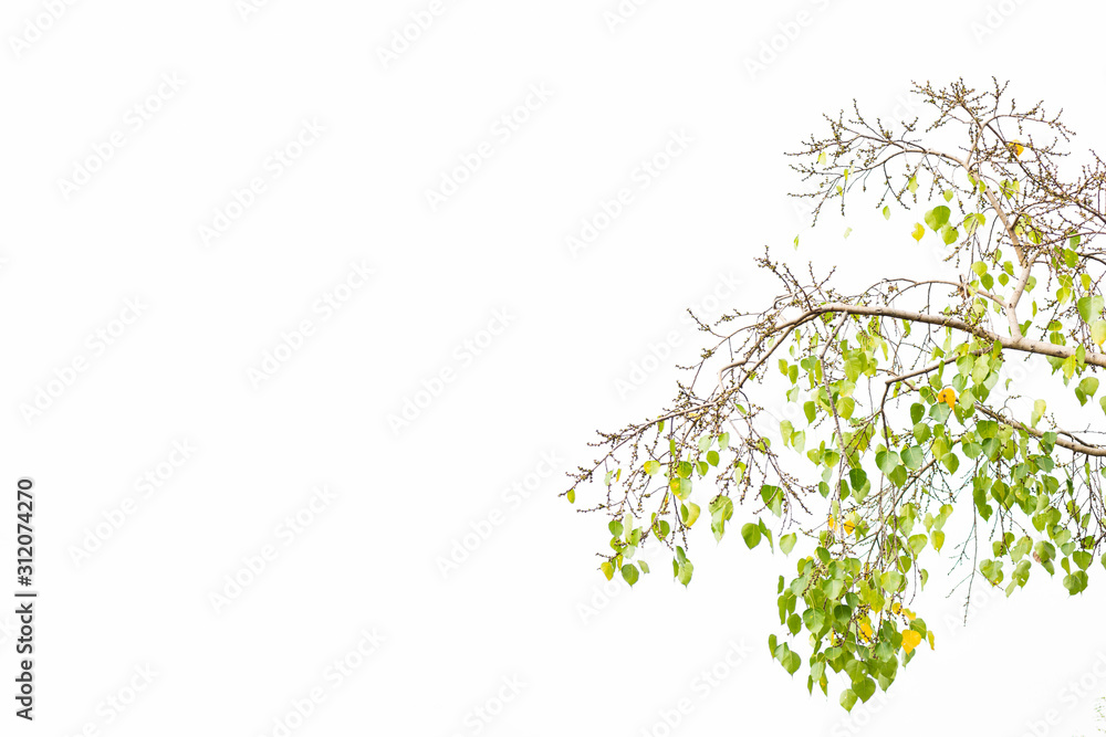 Green leaves on white Green leaves on white