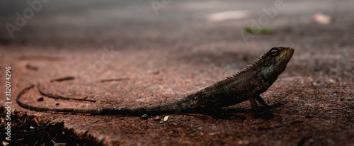 Close up Garden Lizard on the road. Songkhla  Thailand