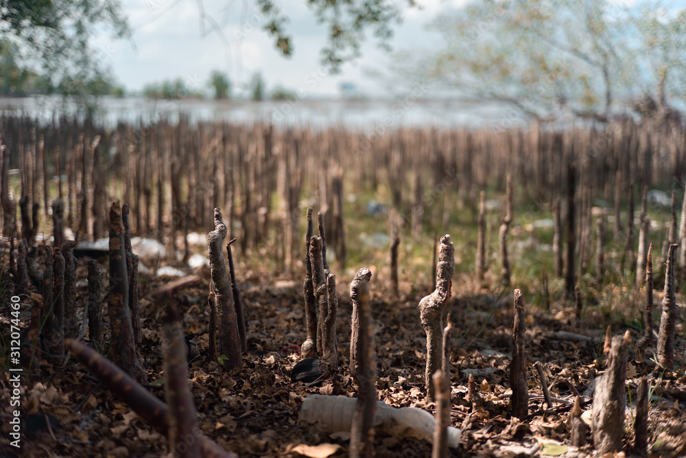 Pneumatophores , Aerial roots , Special roots for breathing of mangrove ...