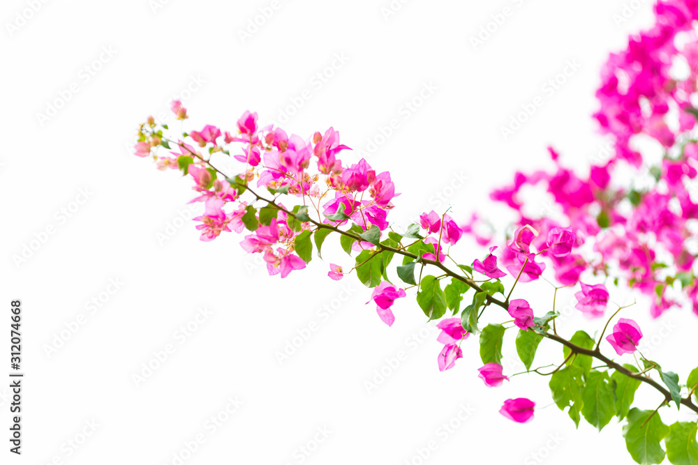 Bougainvillea on white background , Pink flower. Bougainvillea on white background , Pink flower.