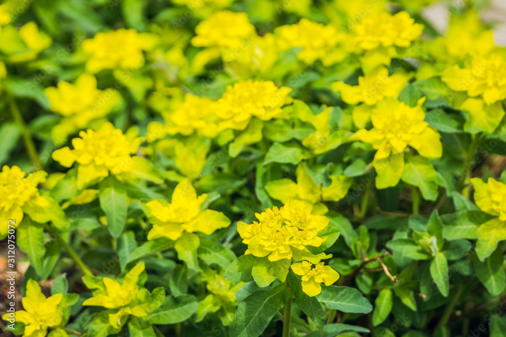 Blooming Euphorbia in the garden. Selective focus. Blooming Euphorbia in the garden. Selective focus.