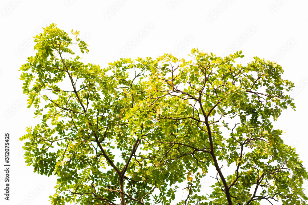 Green leaves on white background Green leaves on white background