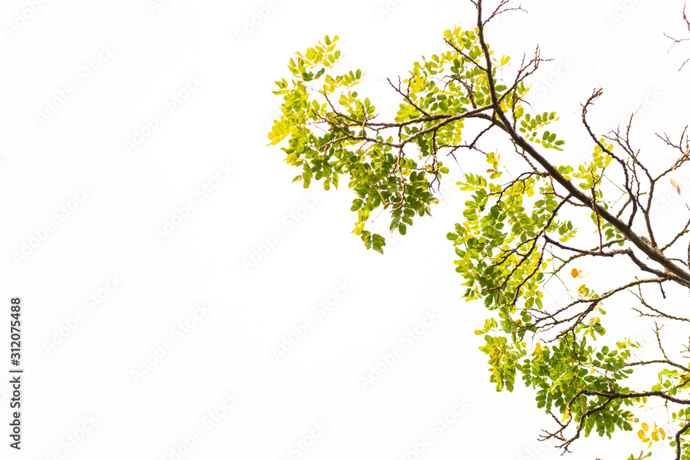 Green leaves on white background