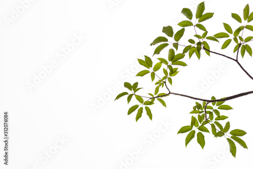 Green leaves on white background