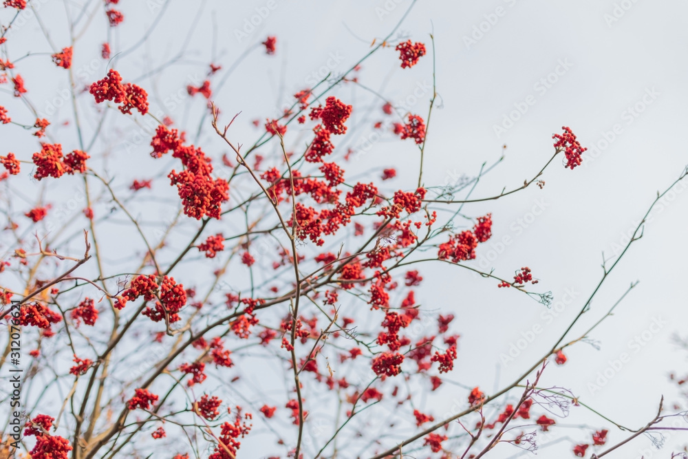 Blurred background, red berries on a branch against the sky. Wallpaper, wall. Blurred background, red berries on a branch against the sky. Wallpaper, wall.