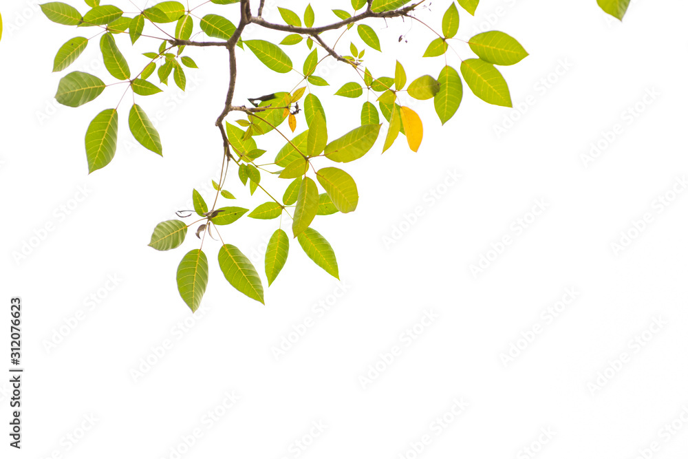 Green leaves on white background Green leaves on white background