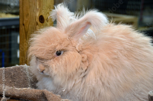 close up of blond angora rabbit in barn