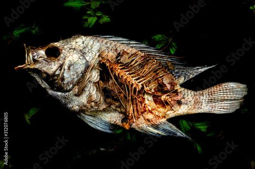 Canvas Print Carcass of a dead fish lying on green grass