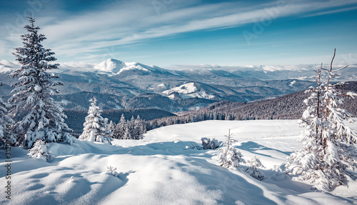 Majestic Carpathian Mountains in winter. Wonderful Wintry Landscape. Awesome alpine Highland at Sunny day. Amazing view on snowcovered mountains and white spruces under Sunlight sparkling in the snow. © jenyateua