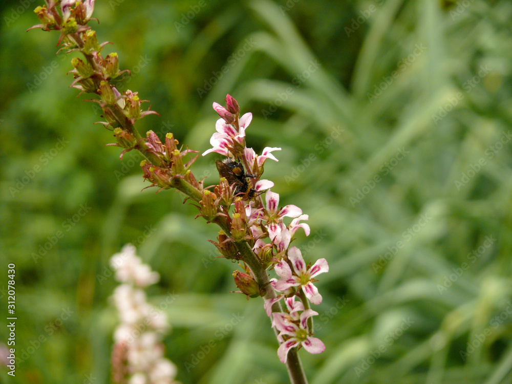 Bumblebee feeding from white-red blossoms Bumblebee feeding from white-red blossoms