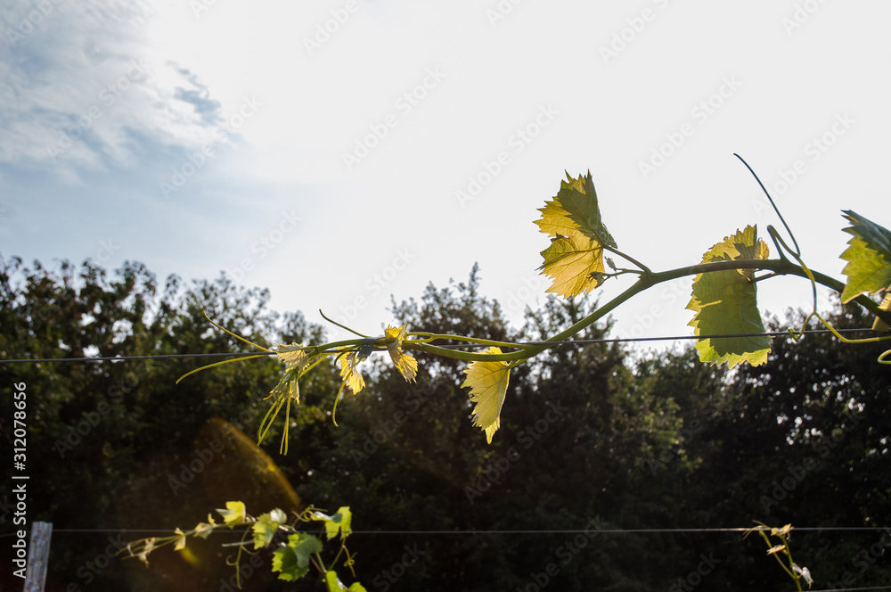 Obraz premium Weinblätter