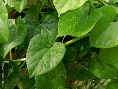 Fresh ayurvedic herb giloe leaves and stem photo