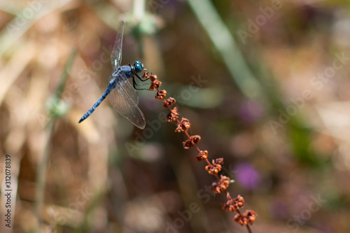 Rare blue and black striped dragonfly known as 