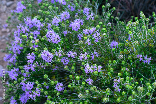 Mediterrenean thyme also known as thymbra capitata. Spicy flavoring for meal. Aromatic seasoning cooking ingredient.