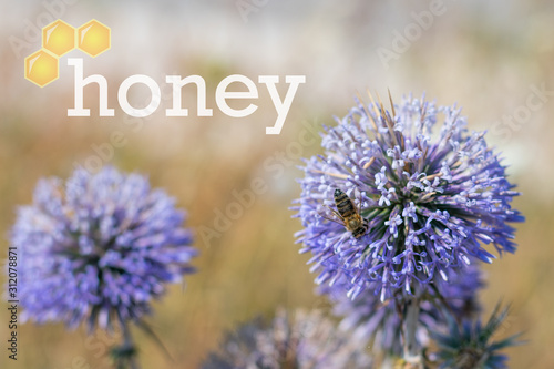 Striped bee is flying around a big bright purple spheric flower also known as "echinops ritro" and gathering a pollen with a background made of drawn honeycombs and written word "honey".