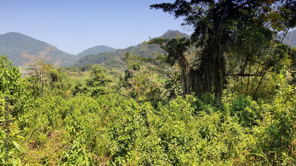 Jungle in Brazil