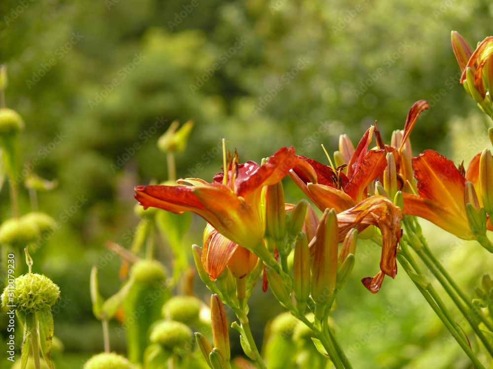 Orange and red blossoms of a daylily Orange and red blossoms of a daylily