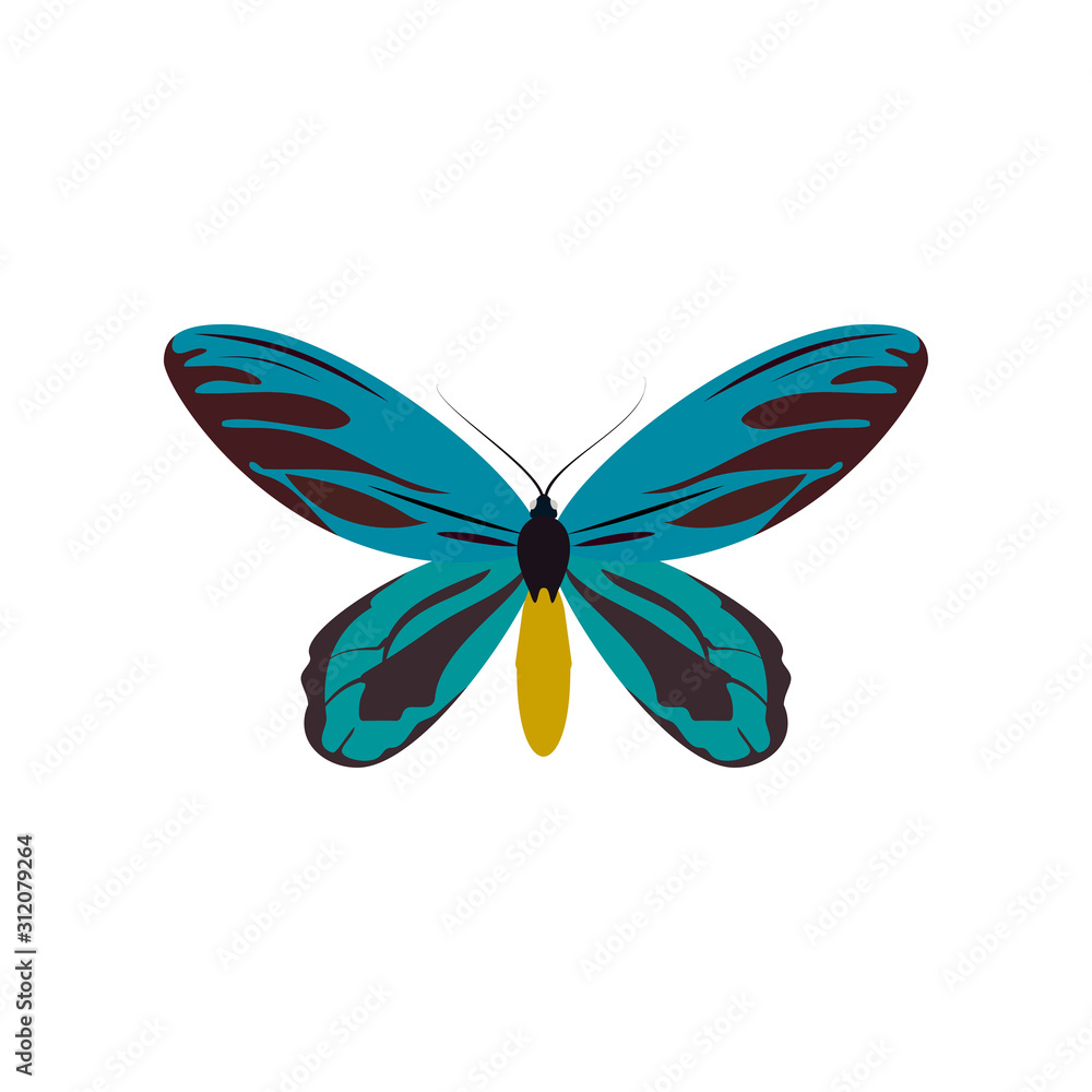 Blue butterfly of colorful icon top view. Art butterflies isolated on white background. Vector illustration eps10 Blue butterfly of colorful icon top view. Art butterflies isolated on white background. Vector illustration eps10