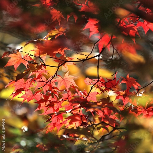 Autumn maple leaves, Japan