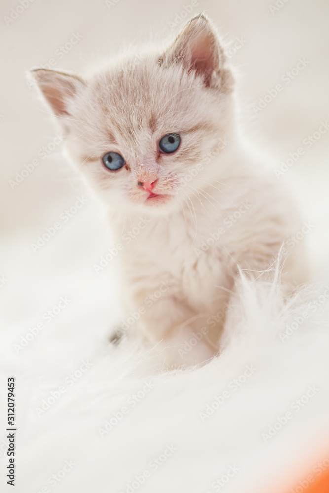 Cute baby kitten