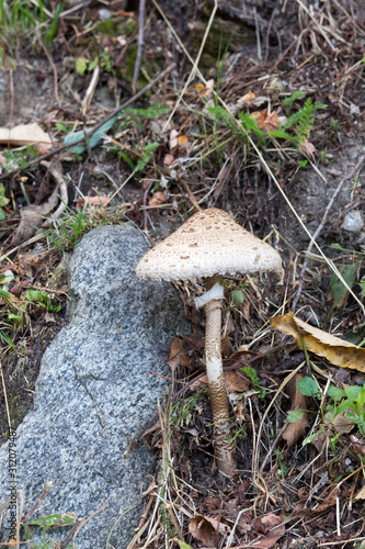 Picture of mushroom taken in Valtellina photo