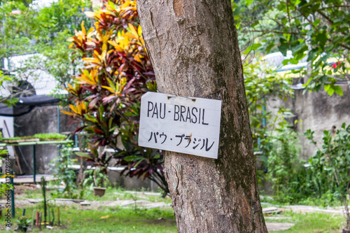 tree with sign written redwood in Rio de Janeiro.
